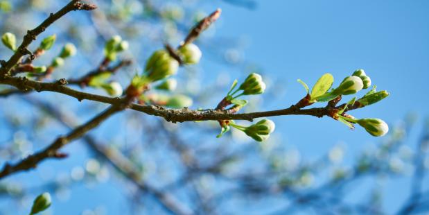 Foto van Alexandru Dinca via Pexels.com