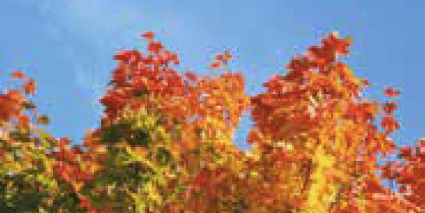 Zonnigste herfst ooit gemeten Zonnigste herfst ooit gemeten