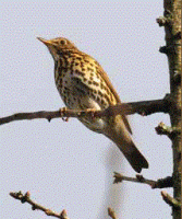 Wat is (meestal) de vroegst zingende vogel in ons land?