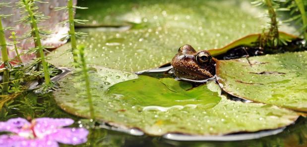 Hoeveel water kan er per dag uit een tuinvijver verdampen?