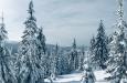 Photo by BRADLEY on Unsplash besneeuwde bomen