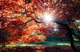 Zonnige herfstdagen Indian Summer. Foto Dan Freeman via Unsplash