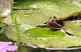 Hoeveel water kan er per dag uit een tuinvijver verdampen?