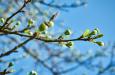 Gemiddelde temperatuur lente